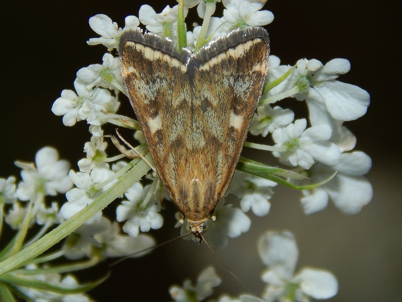 Crambidae o Pyralidae da ID